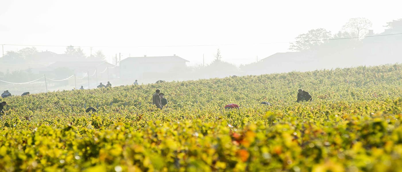Grappe de raisin Gamay du Beaujolais sur cep de vigne