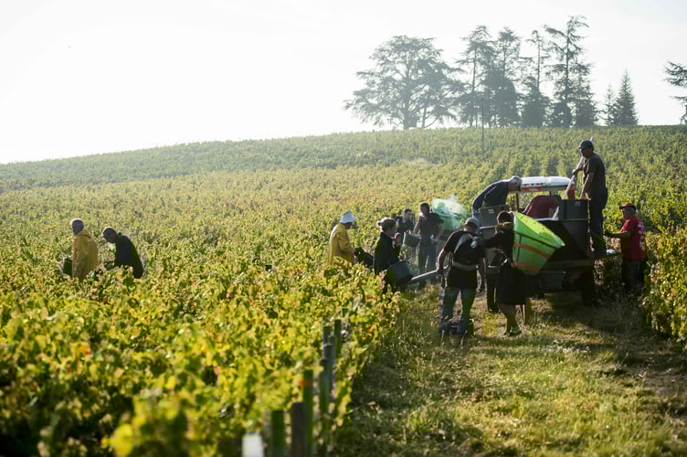 Vignes de Gamay au pied du Mont Brouilly